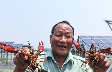 浙江長興：光伏板下養(yǎng)小龍蝦　“一地兩用”收益多